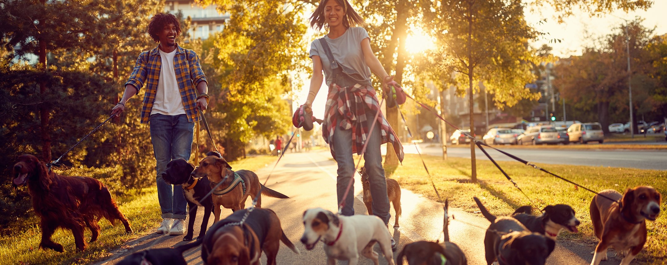 Girl walking with several dogs on leashes